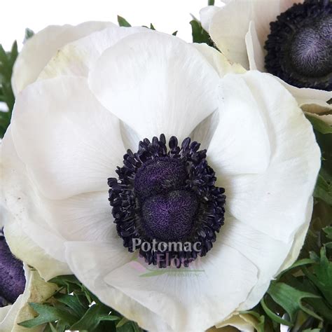 anemone white with black center.